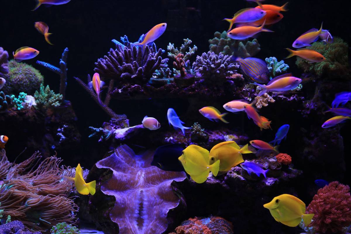 用手机养鱼游戏-手机养鱼游戏，打造梦幻水族馆乐趣多